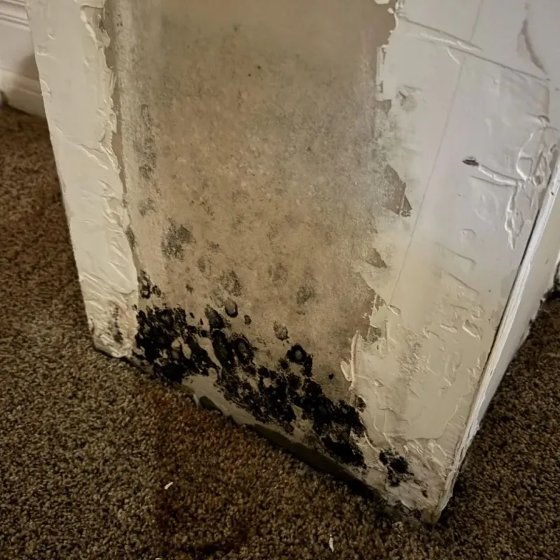 Professional Mold Removal in Hudson, IL